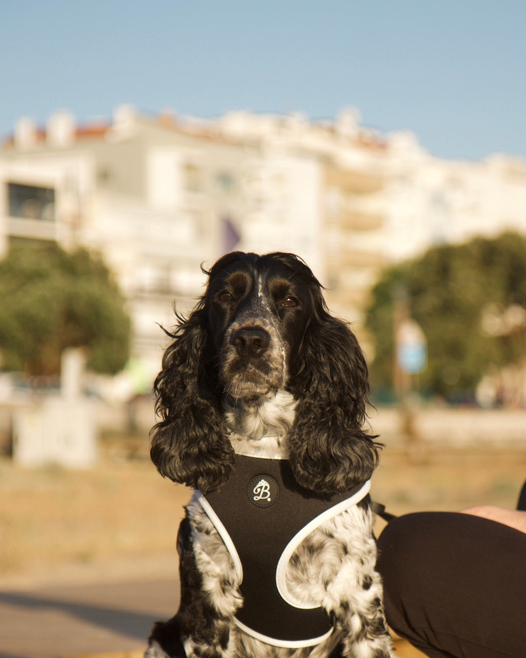 Kit Peitoral + trela Nº1 Blanc Noir